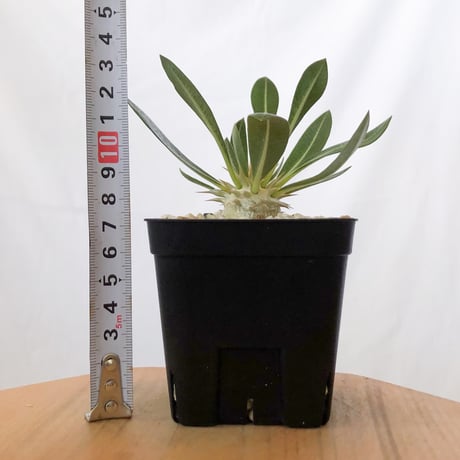 パキポディウム レウコキサンツム 実生 Pachypodium brevicaule leucoxanthum 塊根植物 コーデックス 多肉植物 珍奇植物 静岡 ANTIDOTE 通販 S1626
