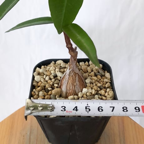 ペトペンチア ナタレンシス 実生 Petopentia natalensis 塊根植物 コーデックス 多肉植物 珍奇植物 静岡 ANTIDOTE 通販 S1602