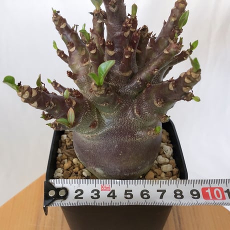 アデニウム アラビカム ブラックスキン Adenium Arabicum Black Skin 塊根植物 コーデックス 珍奇植物 多肉植物 静岡 ANTIDOTE 通販 S1540