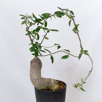 フォッケア エデュリス 火星人 実生 Fockea edulis コーデックス 塊根植物 多肉植物 観葉植物 静岡 ANTIDOTE 通販 S1533
