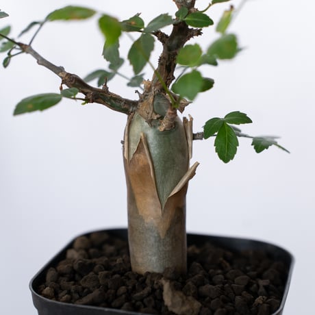ブルセラ ファガロイデス 実生 Bursera fagaroides 多肉植物 珍奇植物 ANTIDOTE 静岡 通販 S1516