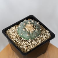 ロフォフォラ 銀冠玉 実生 lophophora williamsii var.decipiens サボテン 多肉植物 珍奇植物 静岡 ANTIDOTE 通販 S1532