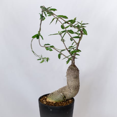 フォッケア エデュリス 火星人 実生 Fockea edulis コーデックス 塊根植物 多肉植物 観葉植物 静岡 ANTIDOTE 通販 S1533