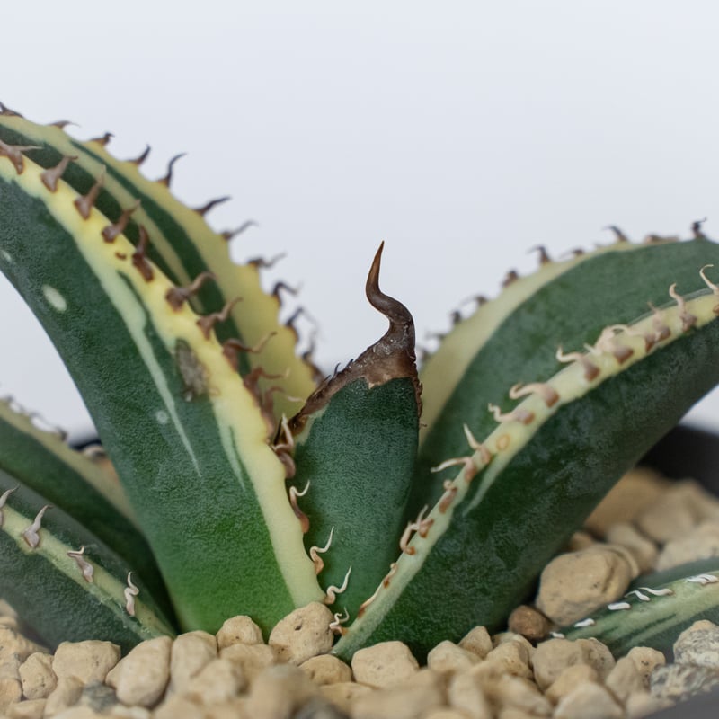 アガベ チタノタ 悪魔くん錦 斑入り TC株 Agave titanota Bakemono