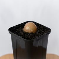 コノフィツム ブルゲリ Conophytum burgeri 多肉植物 珍奇植物 静岡 ANTIDOTE 通販 S1707