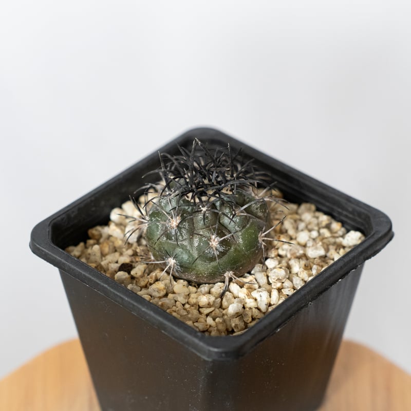 グリセオビオラセア (Copiapoa griseoviolacea) 実生選抜 コピアポア グリセオビオラセア 実生 Copiapoa griseoviolacea サボテ