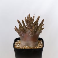 パキポディウム ホロンベンセ 現地球 Pachypodium horombense 塊根植物