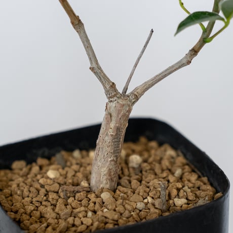 コミフォラ オルビクラリス 実生 Commiphora monstruosa 灌木コーデックス 多肉植物 観葉植物 珍奇植物 静岡 ANTIDOTE 通販 S1568