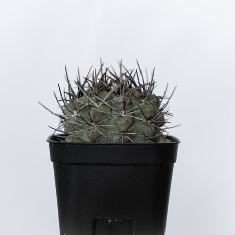エリオシケ パウキコスタータ 実生 黒冠玉 Eriosyce paucicostata サボテン 多肉植物 珍奇植物 静岡 ANTIDOTE 通販 S1720