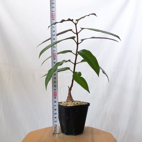 ペトペンチア ナタレンシス 実生 Petopentia natalensis 塊根植物 コーデックス 多肉植物 珍奇植物 静岡 ANTIDOTE 通販 S1601
