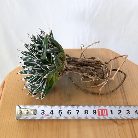 アガベ 姫笹の雪 OC株 ベアルート Agave victoriae-reginae 多肉植物 珍奇植物 静岡 通販 ANTIDOTE S1609