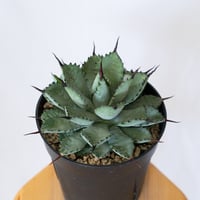 アガベ 曲棘八荒雷神 曲棘八雷 大株 Agave macroacantha × potatorum 多肉植物 珍奇植物 静岡 ANTIDOTE 通販 S1574