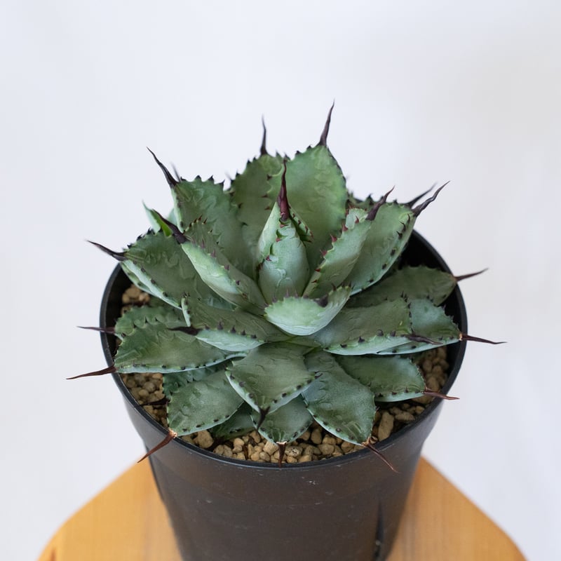 アガベ 曲棘八荒雷神 曲棘八雷 大株 Agave macroacantha × potator