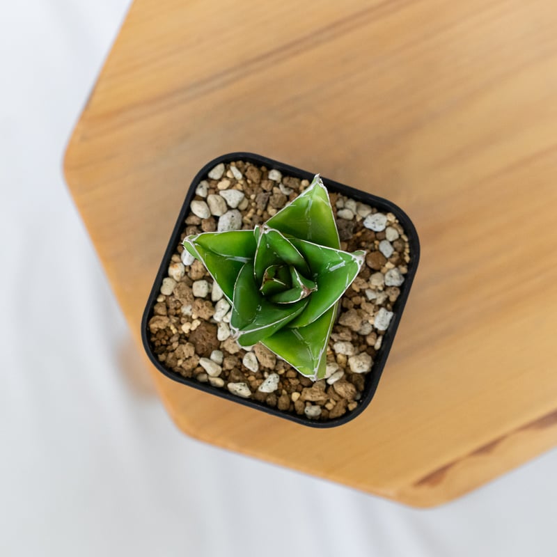 アガベ 笹の雪 D型 OC株 Agave victoriae-reginae 多肉植物 珍奇植
