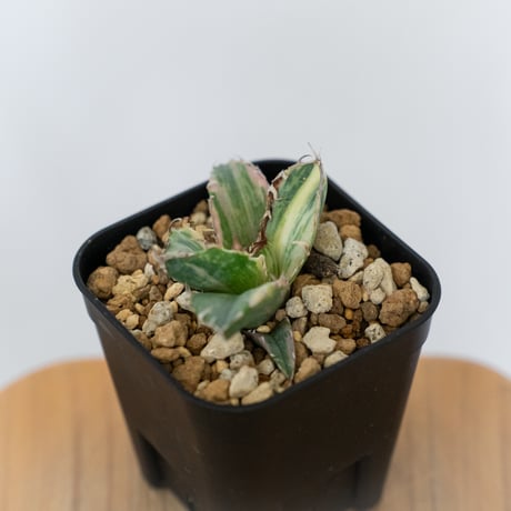 アガベ チタノタ 白鯨 縞斑 白鯨錦 TC株 Agave titanota White Whale 多肉植物 珍奇植物 静岡 通販 ANTIDOTE S1554　発根管理中
