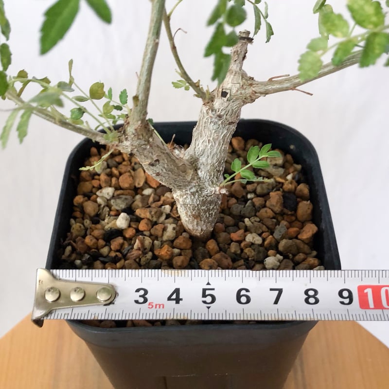 ボスウェリア ネグレクタ 実生 Boswellia neglecta 多肉植物 珍奇植物