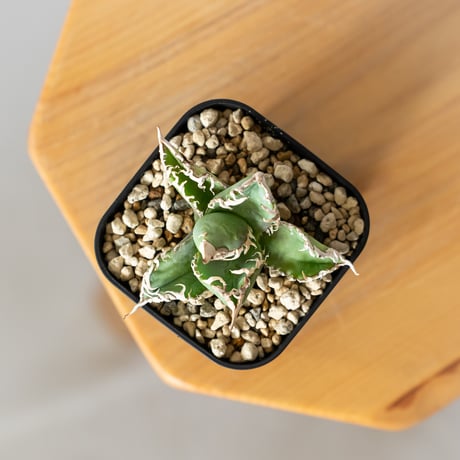 アガベ チタノタ 白幽霊 TC株【発根管理中】agave titanota white ghost 多肉植物 珍奇植物 静岡 ANTIDOTE 通販 S1526