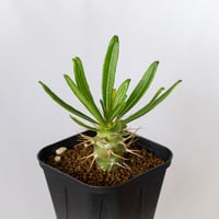 パキポディウム アンボンゲンセ 実生 Pachypodium ambongense 塊根植物 コーデックス 多肉植物 珍奇植物 静岡 ANTIDOTE 通販 S1518