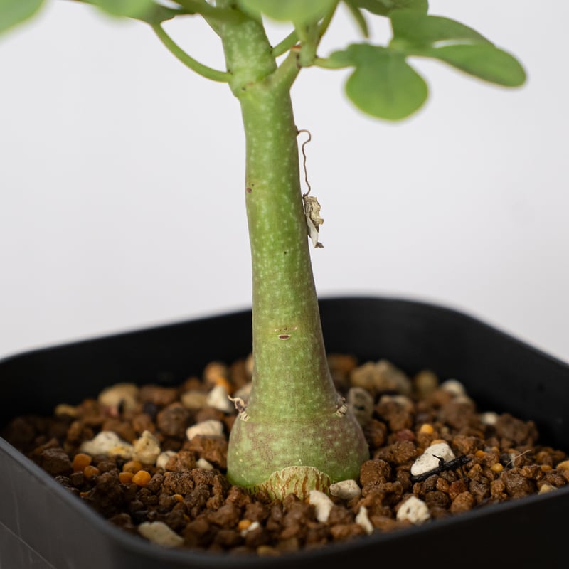 アデニア グラウカ 幻蝶かずら 実生 Adenia glauca 塊根植物