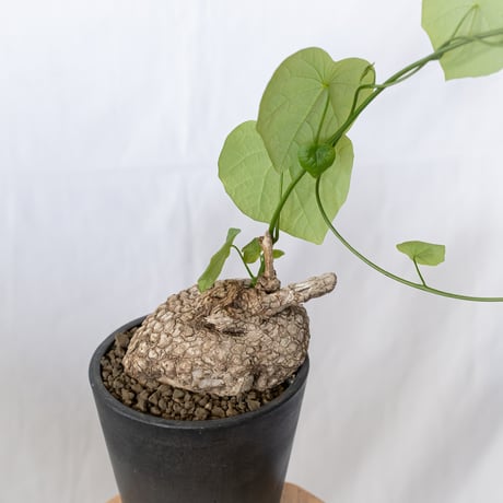 ステファニア スベローサ 大株 実生 Stephania suberosa 塊根植物 多肉植物 珍奇植物 静岡 ANTIDOTE 通販 S1646