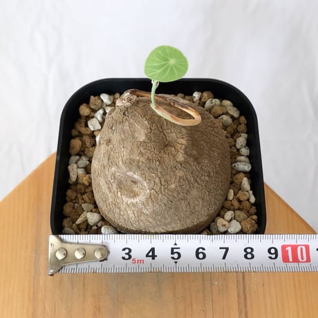ステファニア エレクタ 実生【発根管理中】Stephania erecta 塊根植物 コーデックス 多肉植物 珍奇植物 静岡 ANTIDOTE 通販 S1596