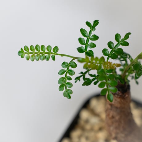 オペルクリカリア パキプス 根挿し Operculicarya pachypus 塊根植物 多肉植物 珍奇植物 静岡 ANTIDOTE 通販 S1586