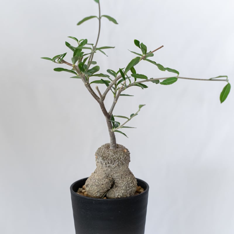 実生苗 フォッケア エデュリス 火星人 Fockea edulis コーデックス フォッケア エデュリス 火星人 実生 Fockea edulis コーデックス 塊根