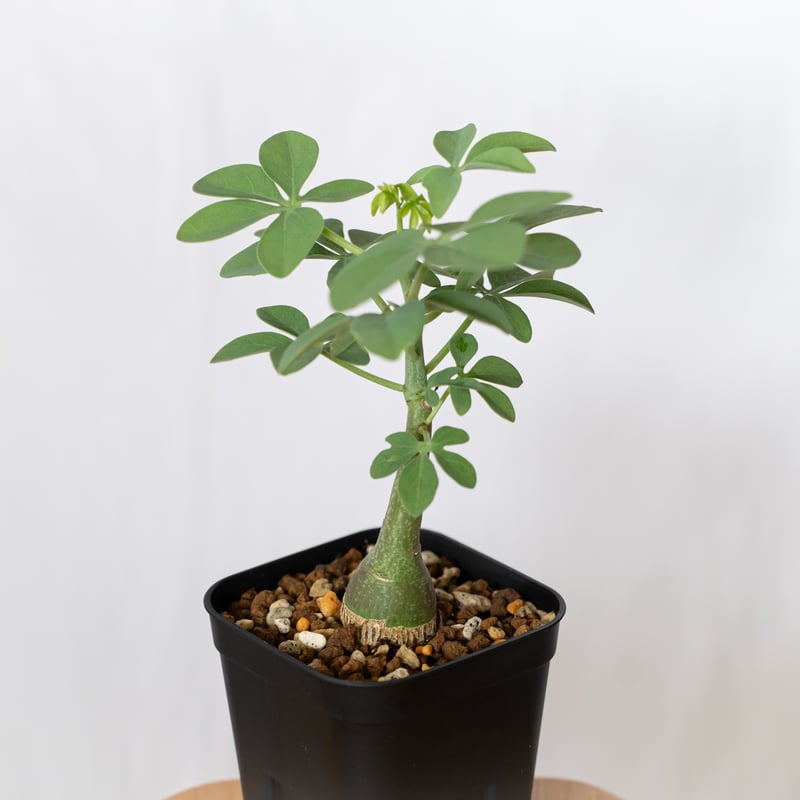 アデニア グラウカ 幻蝶かずら 実生 Adenia glauca 塊根植物