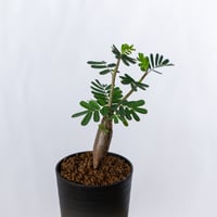 センナ メリディオナリス 実生 Senna Meridionalis コーデックス 塊根植物 多肉植物 珍奇植物 静岡 ANTIDOTE 通販 S1697