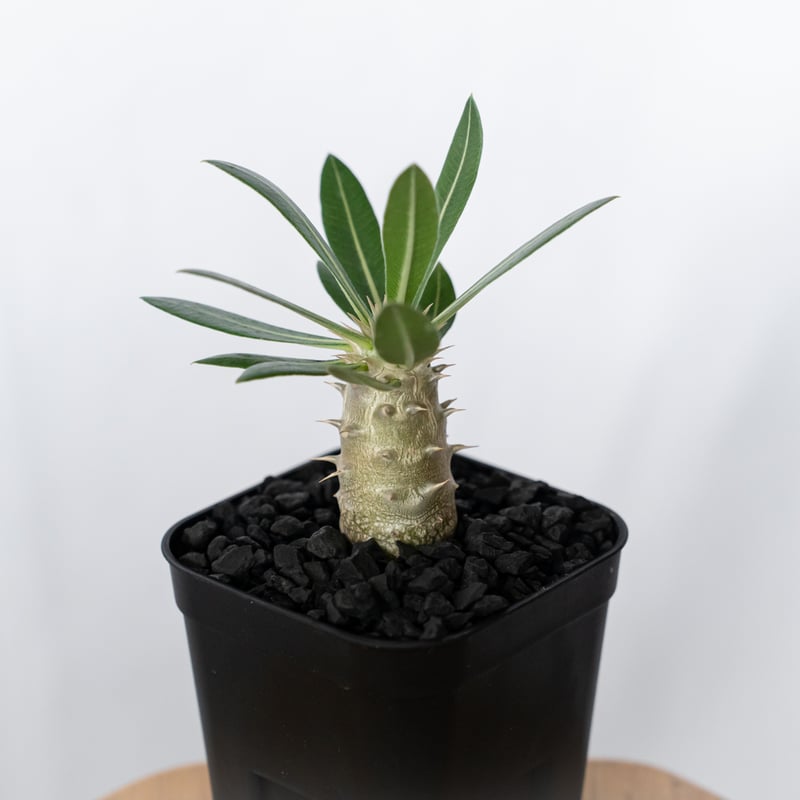 パキポディウム ホロンベンセ 実生 Pachypodium horombense 塊根植物 コ