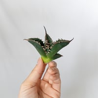 ★8/9まで限定販売★アガベ チタノタ 悪魔くん TC株 ベアルート Agave titanota 多肉植物 珍奇植物 静岡 通販 ANTIDOTE S1585
