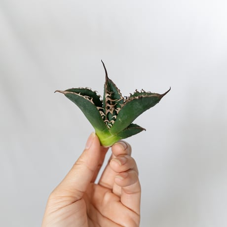 ★8/9まで限定販売★アガベ チタノタ 悪魔くん TC株 ベアルート Agave titanota 多肉植物 珍奇植物 静岡 通販 ANTIDOTE S1585