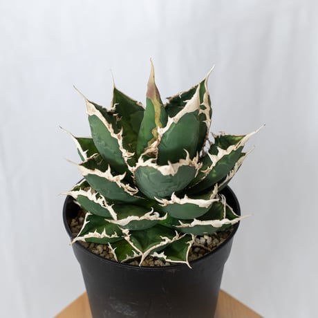 アガベ チタノタ 狼人 大株 Agave titanota Werewolf  多肉植物 珍奇植物 静岡 ANTIDOTE 通販 S1577