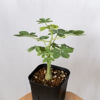 アデニア グラウカ 幻蝶かずら 実生 Adenia glauca  塊根植物 コーデックス 珍奇植物 多肉植物 静岡 ANTIDOTE 通販 S1520