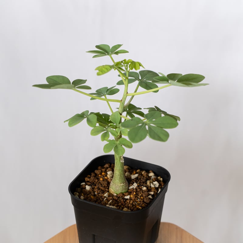アデニア グラウカ 幻蝶かずら 実生 Adenia glauca 塊根植物