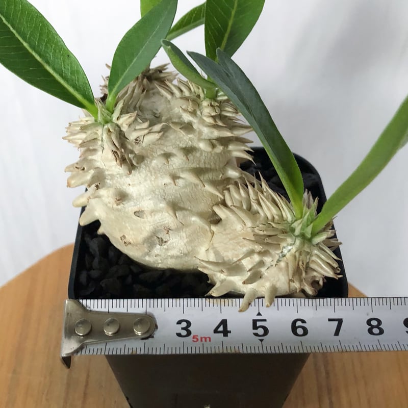 パキポディウム エブレネウム 実生 Pachypodium eburneum 塊根植物