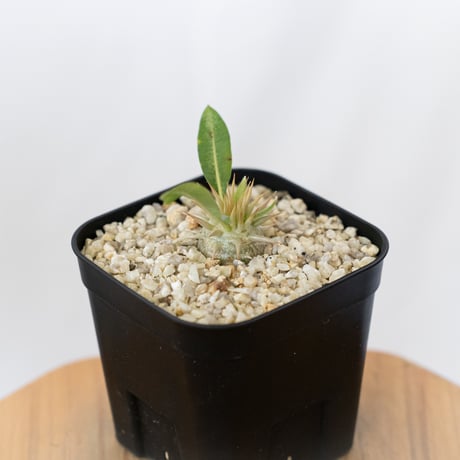 パキポディウム レウコキサンツム 実生 Pachypodium brevicaule leucoxanthum 塊根植物 コーデックス 多肉植物 珍奇植物 静岡 ANTIDOTE 通販 S1624