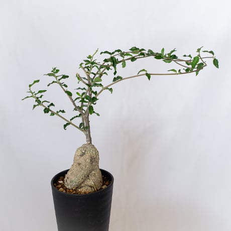 フォッケア エデュリス 火星人 実生 Fockea edulis コーデックス 塊根植物 多肉植物 観葉植物 静岡 ANTIDOTE 通販 S1534