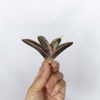 ★9/6まで限定販売★アガベ チタノタ 金剛錦 白覆輪 斑入り TC株 ベアルート Agave titanota adamantine 多肉植物 珍奇植物 静岡 通販 ANTIDOTE S1667
