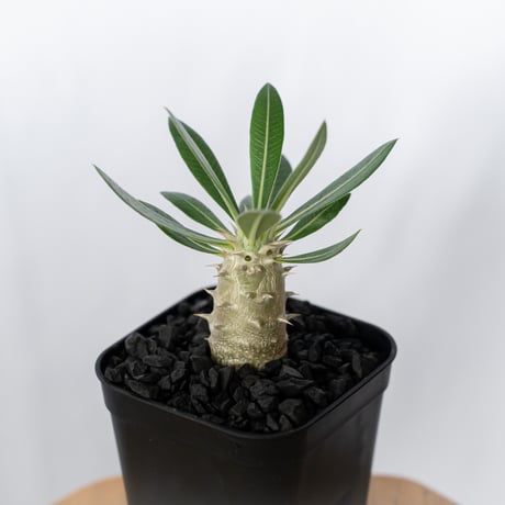 【wasabi】【直接手渡し限定】パキポディウム 実生3種セット 塊根 パキポディウム | STORES