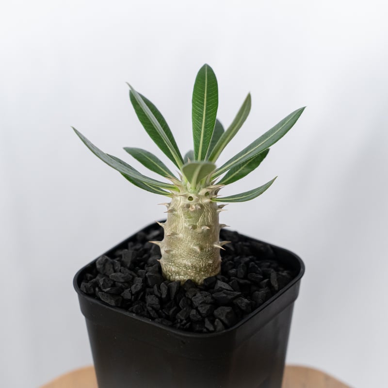パキポディウム ホロンベンセ 実生 Pachypodium horombense 塊根植物 コ