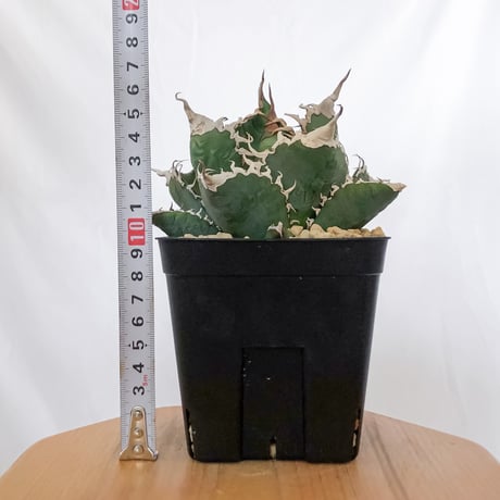 アガベ チタノタ 悪魔くん錦 大株 TC株 Agave titanota Bakemono 多肉植物 珍奇植物 静岡 通販 ANTIDOTE S1557