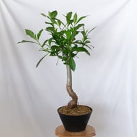 バオバブの木 アダンソニア・ディギタータ 実生 Baobab Adansonia Digitata コーデックス 塊根植物 多肉植物 観葉植物 星の王子さま 静岡 ANTIDOTE 通販 S1535
