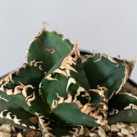 アガベ チタノタ 金剛 OC株【発根管理中】Agave titanota adamantine 多肉植物 珍奇植物 静岡 通販 ANTIDOTE S1528