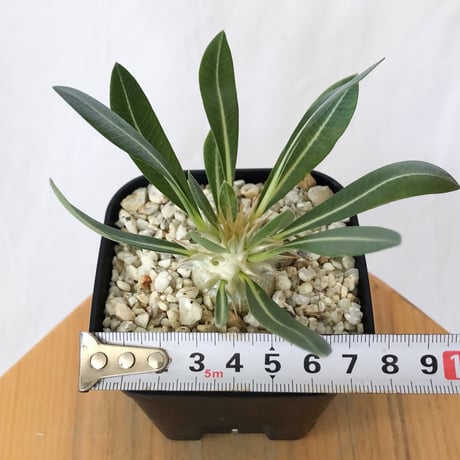 パキポディウム レウコキサンツム 実生 Pachypodium brevicaule leucoxanthum 塊根植物 コーデックス 多肉植物 珍奇植物 静岡 ANTIDOTE 通販 S1626