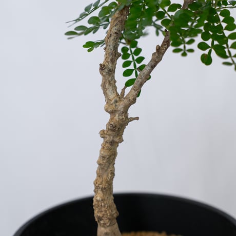 オペルクリカリア パキプス 実生 Operculicarya pachypus 塊根植物 多肉植物 珍奇植物 静岡 ANTIDOTE 通販 S1565