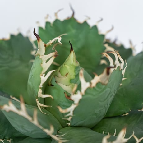 アガベ チタノタ フィリグリー 大株 OC株 agave titanota filigree 多肉植物 珍奇植物 静岡 ANTIDOTE 通販 S1560