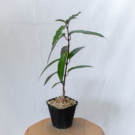 ペトペンチア ナタレンシス 実生 Petopentia natalensis 塊根植物 コーデックス 多肉植物 珍奇植物 静岡 ANTIDOTE 通販 S1602