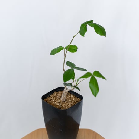 コミフォラ オルビクラリス 実生 Commiphora monstruosa 灌木コーデックス 多肉植物 観葉植物 珍奇植物 静岡 ANTIDOTE 通販 S1568