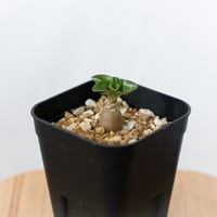 アデニウム アラビカム ドーセットホーン 獅子葉 実生 Adenium Arabicum Dorset Horn 塊根植物 コーデックス 多肉植物 珍奇植物 静岡 ANTIDOTE 通販 S1650